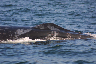 Irregular skin lesions on the whales' flanks and backs resemble those caused by tattoo skin disease